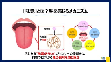 “味蕾(みらい)”と5つの基本味