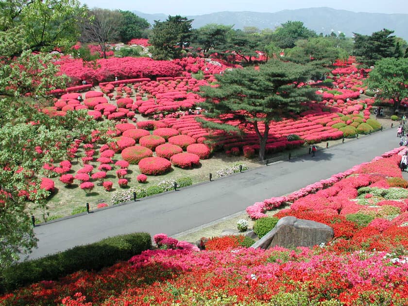 静岡県伊東市「第51回小室山公園つつじ祭り」4月29日から
5月5日まで開催　～ゴールデンウイークを彩る真っ赤な絨毯～