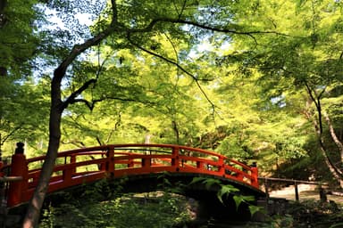 青紅葉の北野天満宮「もみじ苑」