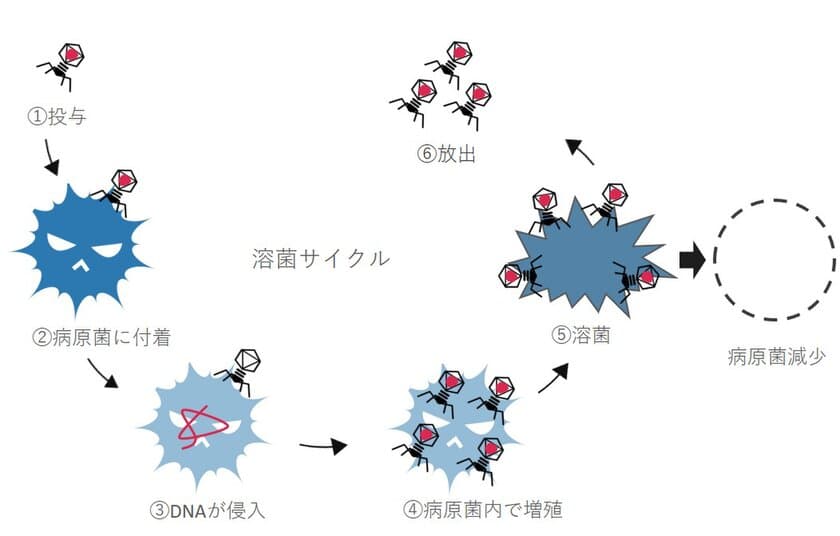 犬猫の感染症へ、新しい感染症治療法である
ファージセラピーを実用化するための研究の費用を集める
クラウドファンディングを4月25日より開始