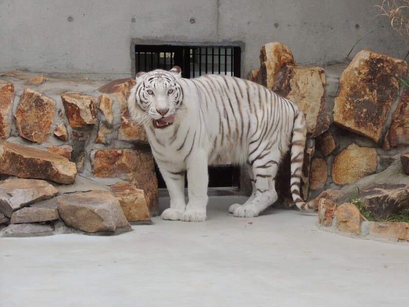 アパート経営のアイケンジャパン×池田動物園(岡山県)　
絶滅危惧種のホワイトタイガー、獣舎サポーターを継続