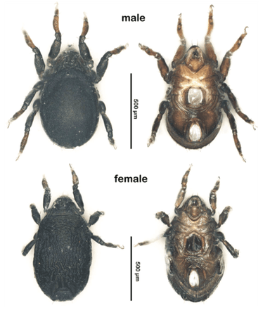 イワドハマベダニの画像。オス(上段)メス(下段)。