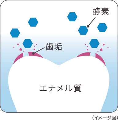 酵素による分解・除去