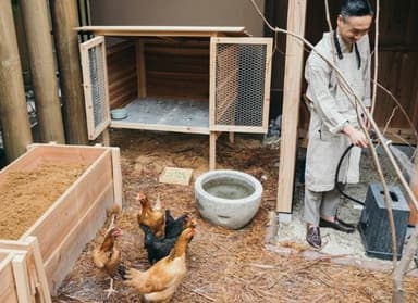 鶏の飼育