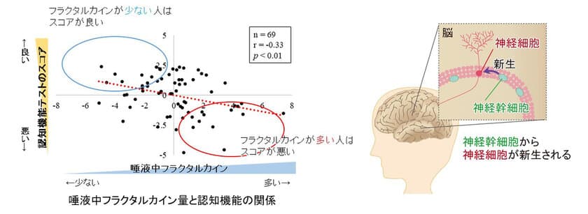 日本メナード化粧品、唾液中のタンパク質から
認知機能の低下リスクを予測する技術を開発