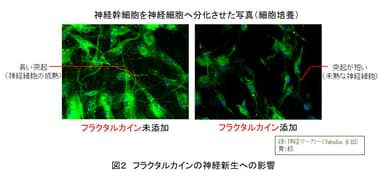 図2　フラクタルカインの神経新生への影響