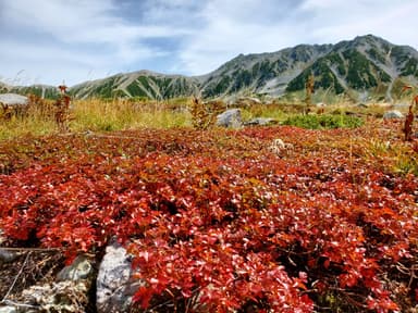 室堂平チングルマの紅葉：9月下旬