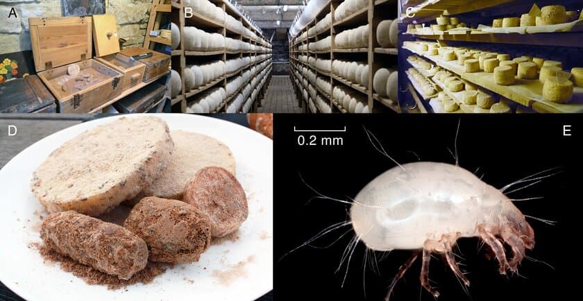 ヨーロッパで伝統的にコナダニをチーズの熟成に用いる、
3つの遠く離れたチーズ工房において、「蔵付き酵母」ならぬ
「蔵付きダニ」は同種のチーズコナダニであることを発見