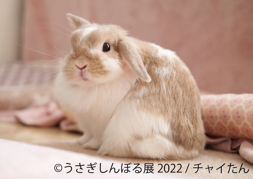 “うさぎイベントの祭典”7周年！うさぎ作品＆グッズ 新作多数
「うさぎしんぼる展 2022」過去最大規模で9/16(金)～東京開催