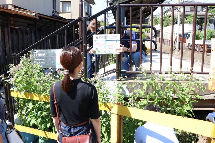 昨年に続き実施！絶滅寸前種「フジバカマ」を嵐電の駅に展示