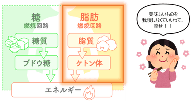 MCTオイルで太りにくい体質へ