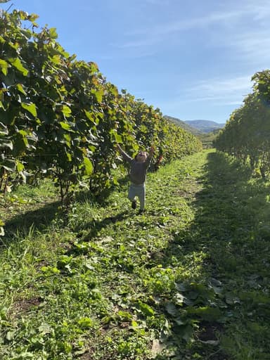 余市町のワインと食のフェスティバル