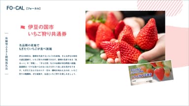 「旅色FO-CAL」伊豆の国市特集：体験型ふるさと納税返礼品