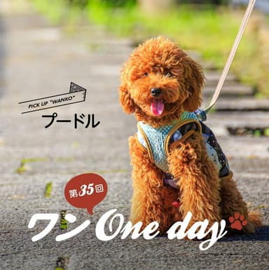 ワン One day！