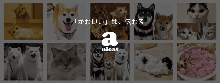 ペットタレントプロダクションanicasが設立して満5年を迎え、
タレントへの報酬額が累計1億2,000万円を突破！