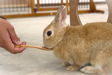 うさぎへのエサあげ体験も可能