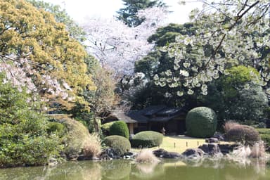 9. 庭園風景