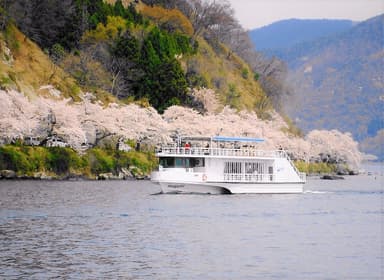 海津大崎の桜とメグミ