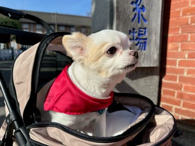 子犬正門前(2)