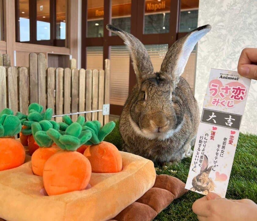 今年の干支である「うさぎ」に恋の行方を占ってもらう
「うさ恋みくじ」イベントを2/20より土日祝日限定で開催！
～アニミルお台場店・心斎橋店に新しい仲間も登場！～