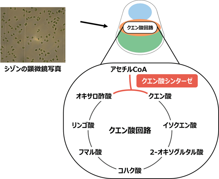 温泉紅藻から触媒効率の高いクエン酸シンターゼを発見
明治大学大学院農学研究科 西井麻貴・小山内崇准教授らの研究グループ