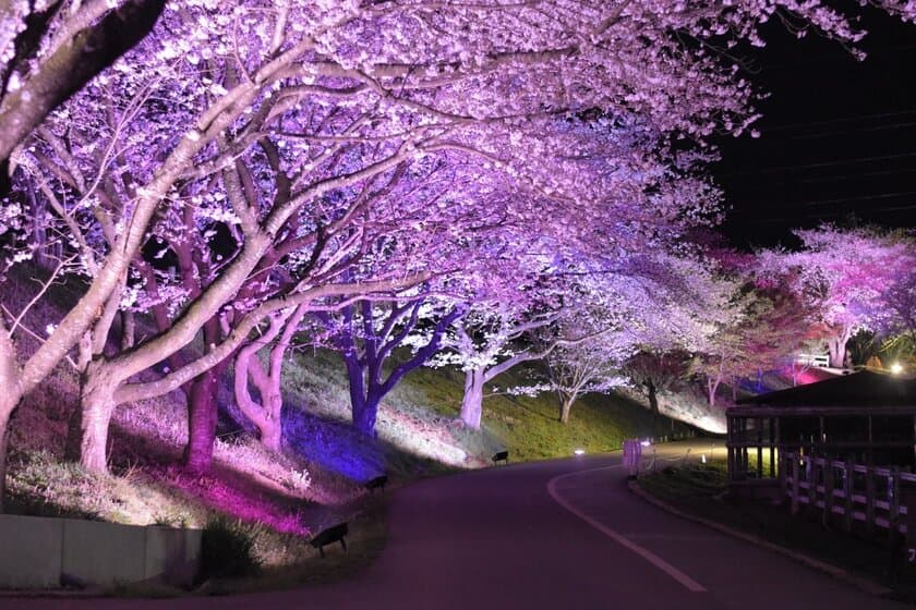 成田ゆめ牧場の桜、満開　
『ゆめの花あかり～焚き火と桜と菜の花と～』開催のお知らせ