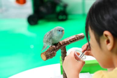 鳥の餌やりができる「鳥カフェ」