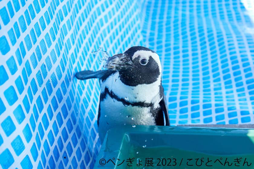 夏にぴったり“ペンギン×金魚”癒しの納涼アートが集結　
「ペンぎょ展 2023」6/30(金)～開催！動画や限定グッズも登場