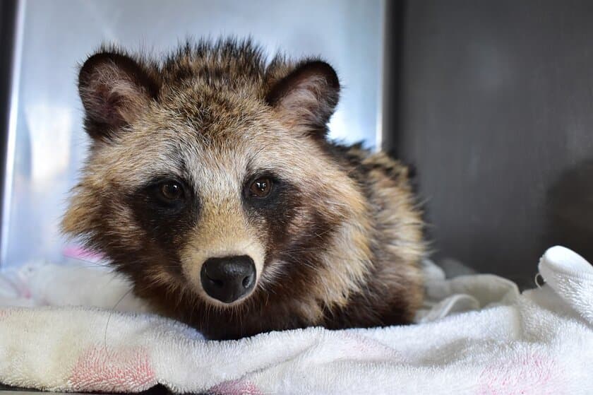 傷ついた野生動物たちを救う！
傷病野生動物保護センターの施設拡充に向け
クラウドファンディングをREADYFORにて6/1に開始