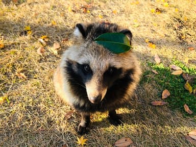 リハビリ中のタヌキ(合成写真ではありません)