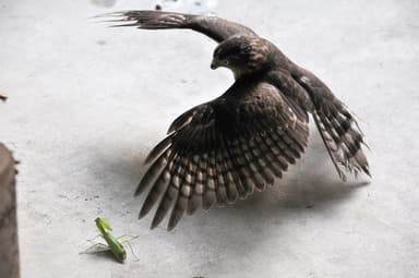 採餌訓練中のツミ