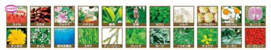 20種類以上の美容成分