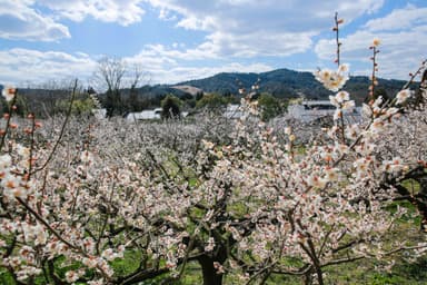 春の梅林に広がる梅の花