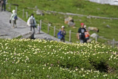 多種多様な高山植物が広がる「立山室堂平」