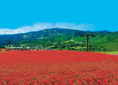 日本一のベゴニア畑「ベゴニアビッグデラックス植栽イメージ」