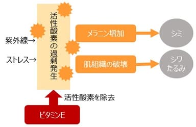 ビタミンEの作用