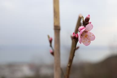 香川県・小豆島(2)