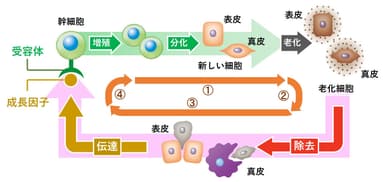 幹細胞を起源とする皮膚の再生メカニズムの全体像