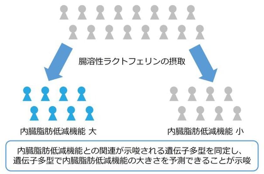 機能性食品の内臓脂肪低減機能と
遺伝子多型との関連性を研究し論文として公開