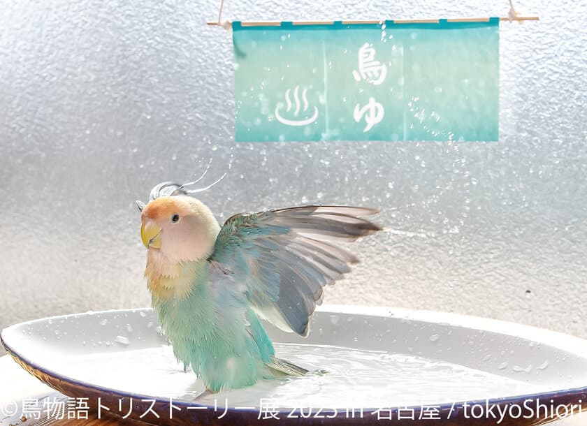 2年ぶり名古屋上陸！インコや文鳥…鳥たちの“一瞬の美しさ”が
見られる「鳥物語トリストーリー展 2023」9/2(土)～開催！
新作展示＆限定グッズも盛りだくさん