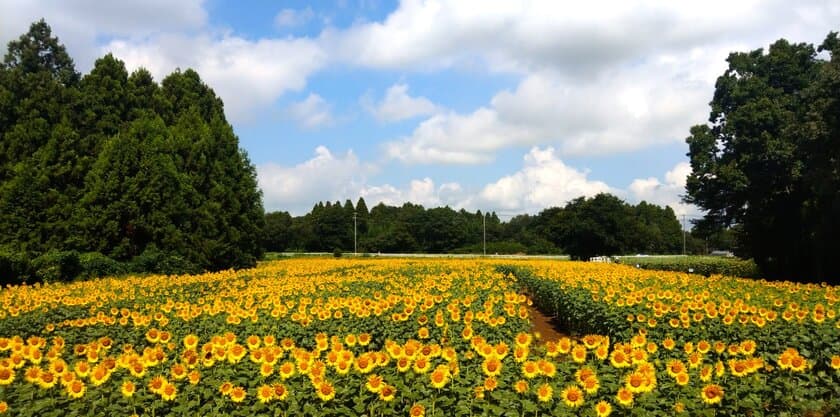 千葉県「成田ゆめ牧場」の今夏の最終会場にて
“2万本”のひまわりが満開目前！週末の満開を想定