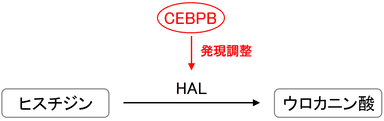 図3　ウロカニン酸生成メカニズムの詳細