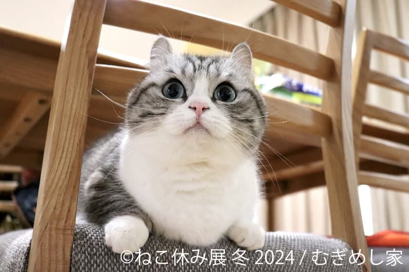 新たなスター猫登場！2024年“ねこまみれ”の空間で新年スタート
　「ねこ休み展」冬の本祭が1/26(金)～2/25(日)東京で開催！
新作展示や猫の日イベント、ねこ×スイーツコラボグッズ販売を実施