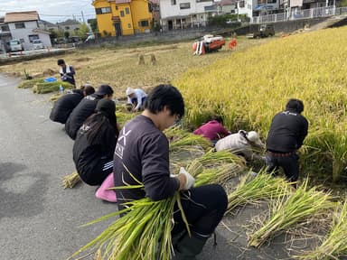 稲刈り