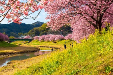 みなみの桜と菜の花まつり1