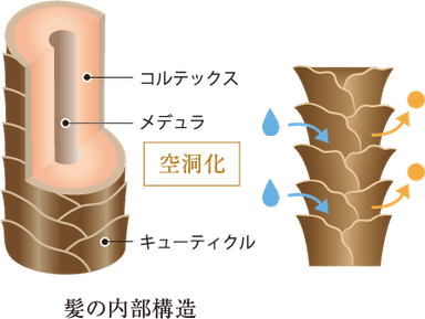 髪の内部構造_イメージ