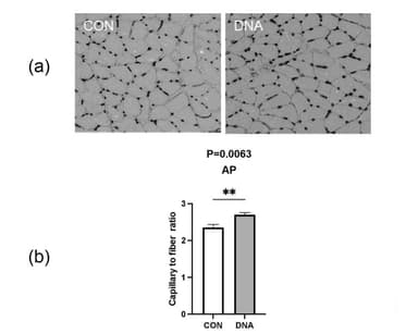 図1. DNA摂取による筋肉組織の毛細血管新生促進