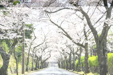 伊豆高原桜並木