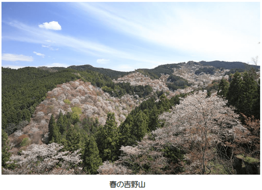 （ご参考）
吉野山の桜開花期間に合わせて臨時列車を運行します！