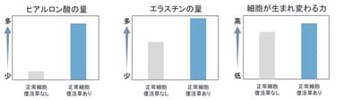 ヒアルロン酸の量／エラスチンの量／細胞が生まれ変わる力